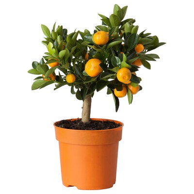 柑橘Topfpflanze Calamondinorange 15厘米
