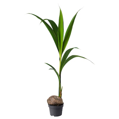 椰子Pflanze Kokospalme, 19厘米