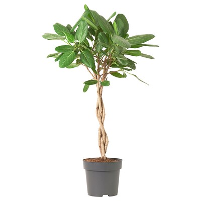 热带榕属植物BENGHALENSIS Pflanze Banyanholz 24厘米