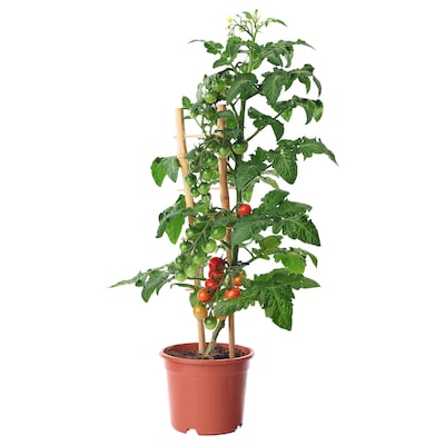 茄属植物LYCOPERSICUM Topfpflanze Tomate 15厘米
