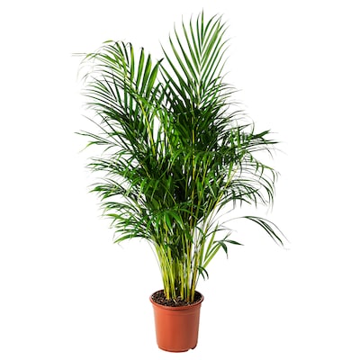 DYPSIS LUTESCENS Pflanze Goldfruchtpalme 24厘米