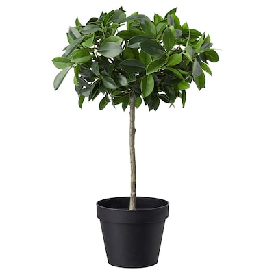 FEJKA Topfpflanze、kunstlich drinnen / draußen /榕树Stamm grunlaubig, 12厘米