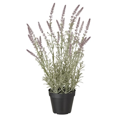 FEJKA Topfpflanze、kunstlich drinnen / draußen Lavendel莱拉,12厘米