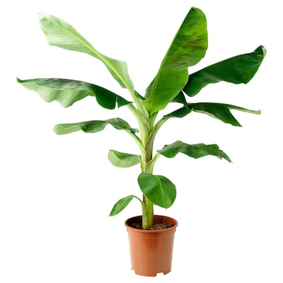 穆萨东方Pflanze Bananenpflanze, 21厘米