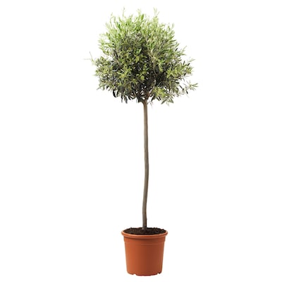 Stamm洋橄榄欧洲Pflanze Olivenbaum / 33厘米