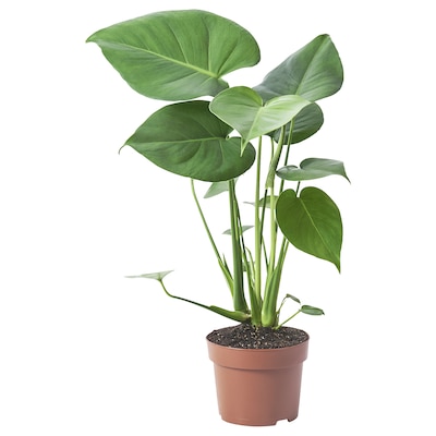 蓬莱蕉DELICIOSA Pflanze Fensterblatt 12厘米