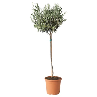 齐墩果欧洲普兰特,Oliventræ/ stamme, 22厘米