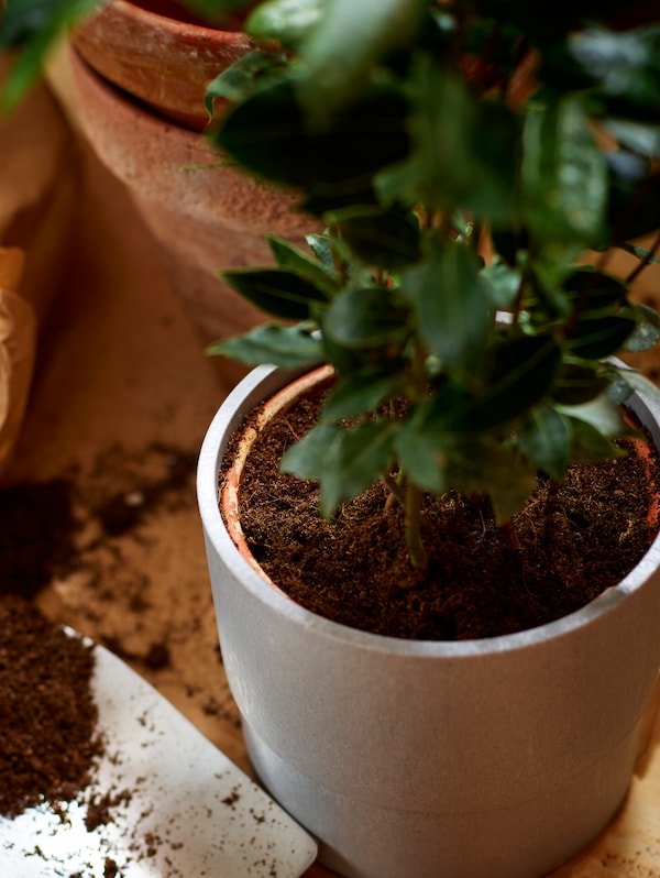 郁郁葱葱的绿色室内植物是种植在一个灰色NYPON植物盆栽,周围土壤和几个terracotta锅。