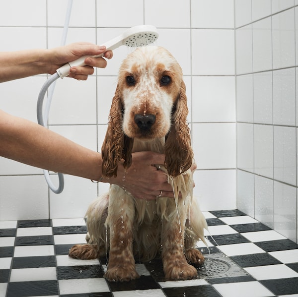 不愉快的猎犬小狗与手淋浴冲洗坐在浴室的黑色和白色的地砖。