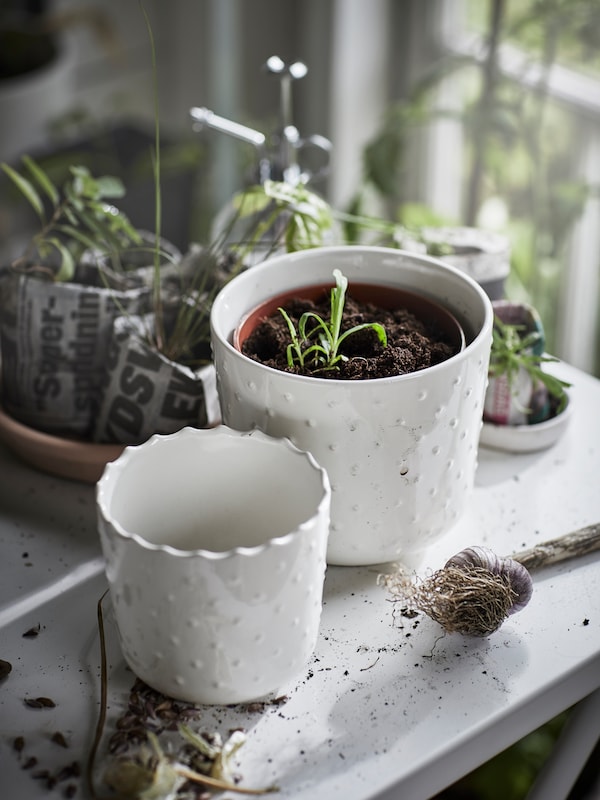 两个SESAMFRON盆植物在白色的室内或室外使用,一个拿着绿色植物,和其他植物旁边。