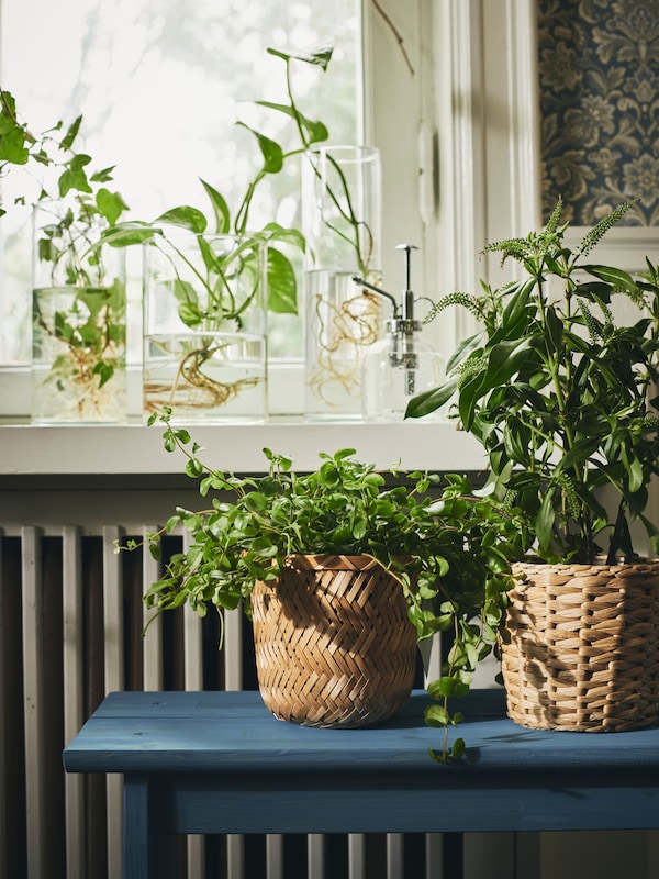叶岩屑在圆柱体玻璃花瓶在KLYNNON窗台和绿色植物和FRIDFULL植物锅下面的长椅上。