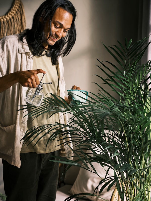一个人打扫一个大型盆栽植物的叶子用透明玻璃SESAMFRON植物先生和一个绿色的洗碗布。