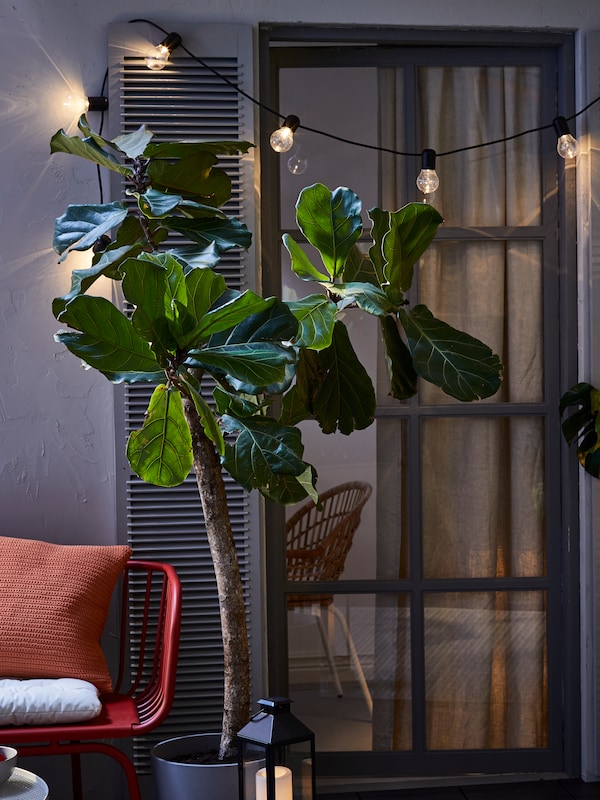 夜间室外阳台门和百叶窗,大的绿叶植物,连锁SVARTRA LED照明和LED灯。