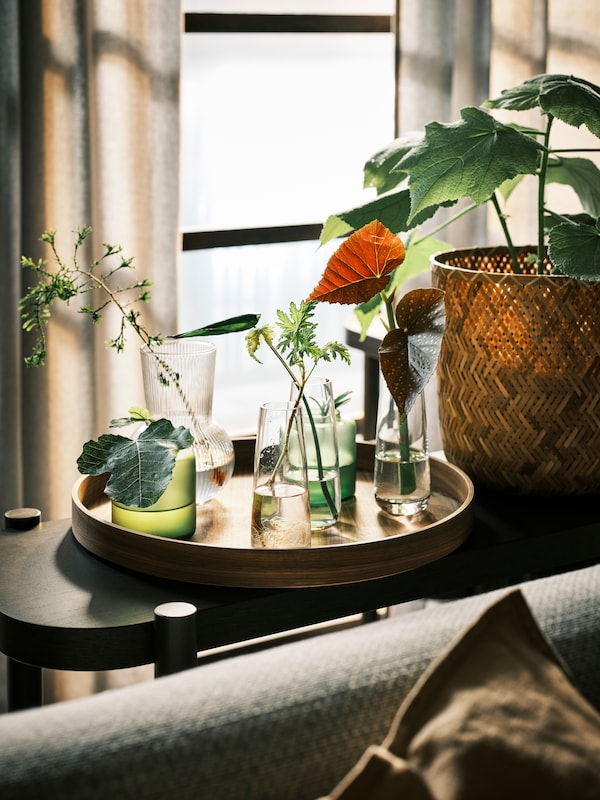 植物在BERAKNA切割玻璃花瓶旁边其它岩屑在玻璃花瓶放在一个圆在桌案胡桃木托盘。