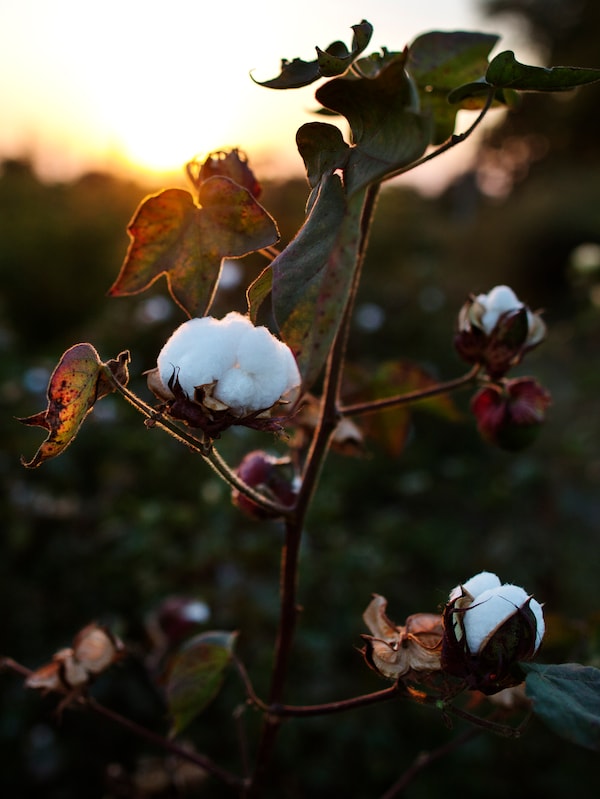 棉花工厂有三个白色,松软的棉花花在日落时分在郁郁葱葱的绿色领域的棉花植物。