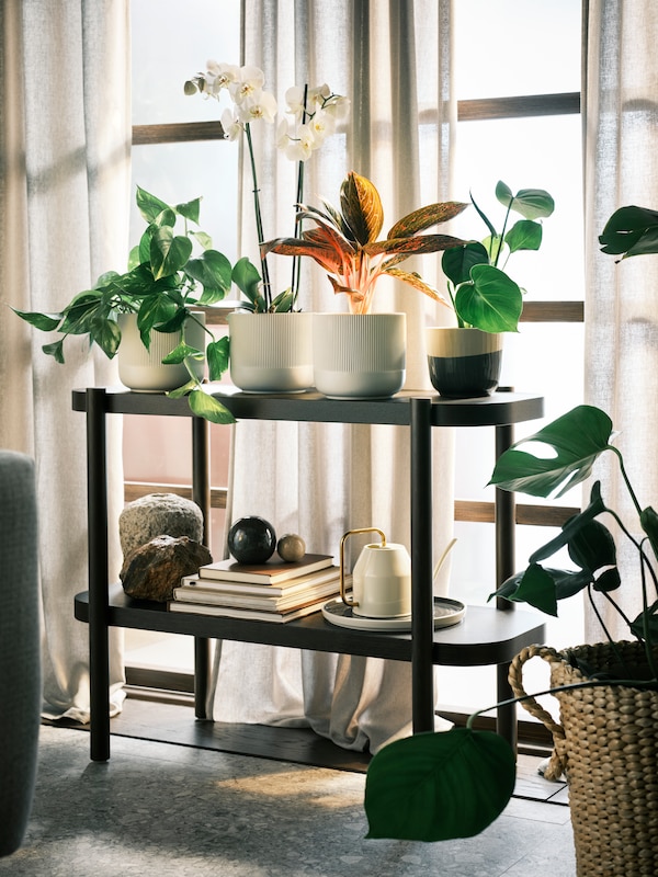 盆栽植物在灰色GRADVIS盆栽植物和其他盆栽深棕色的桌案上的窗户和窗帘。