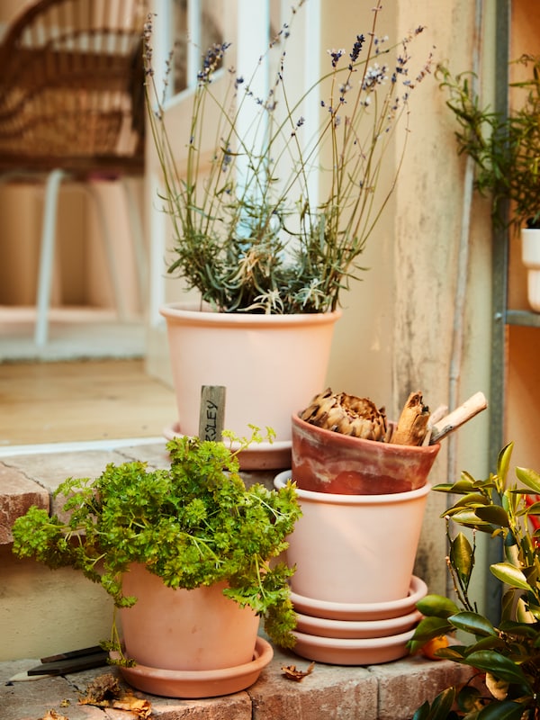 Terracotta盆植物和草本植物,薰衣草植物堆放陶和瓷碟子。