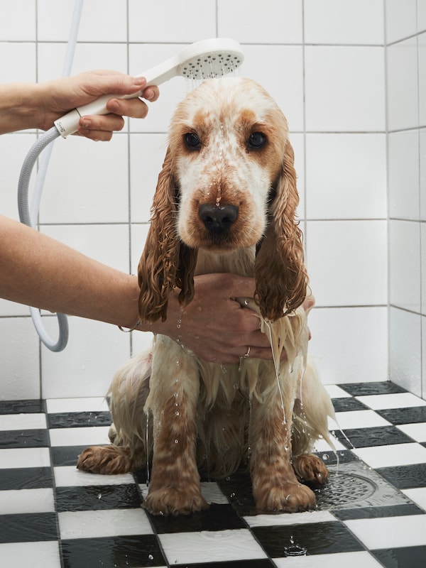 一只不开心的西班牙猎犬小狗坐在浴室的黑白瓷砖地板上，用手动淋浴器冲洗。