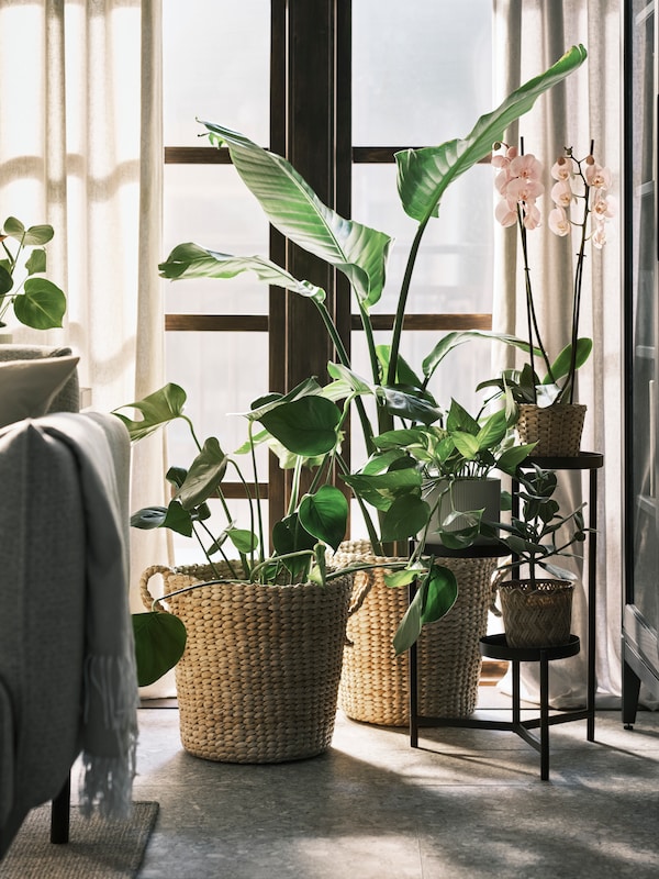 两个大香蕉纤维TORNBAR盆植物盆栽,旁边一个黑色的植物和白色/灰色窗帘的窗口。