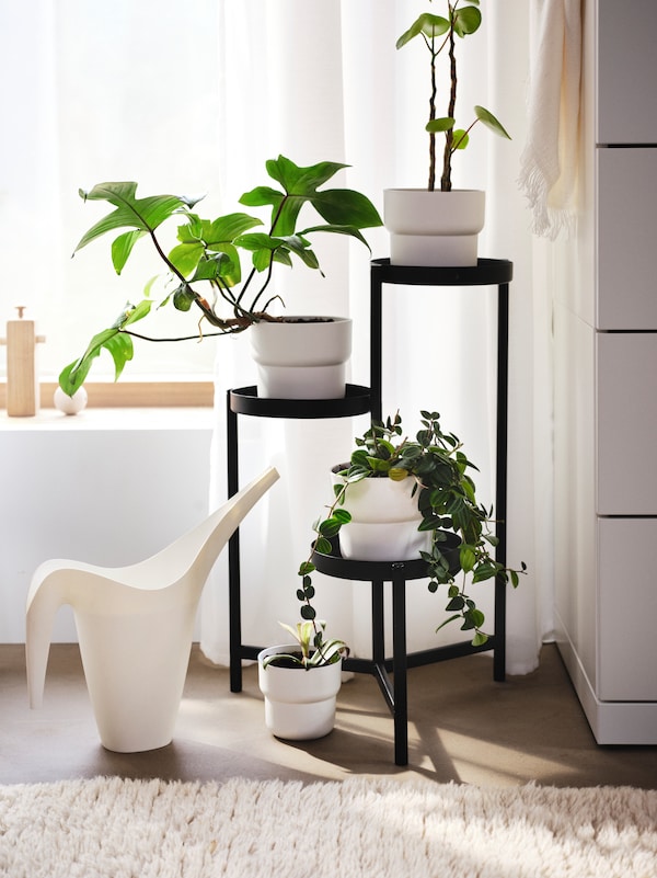 阳光充足的房间里有一个白色的宜家PS 2002喷壶，白亚博平台信誉怎么样色FÖRENLIG花盆里的绿叶植物放在黑色的OLIVBLAD植物架上。