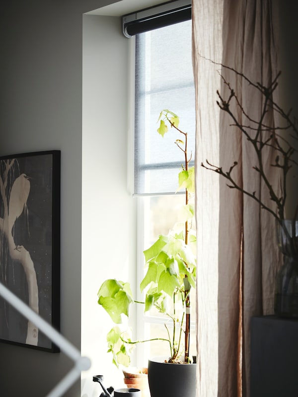 一锅与植物在它站在一个窗口的窗帘和一个灰色KADRILJ无线/电动遮光窗帘。