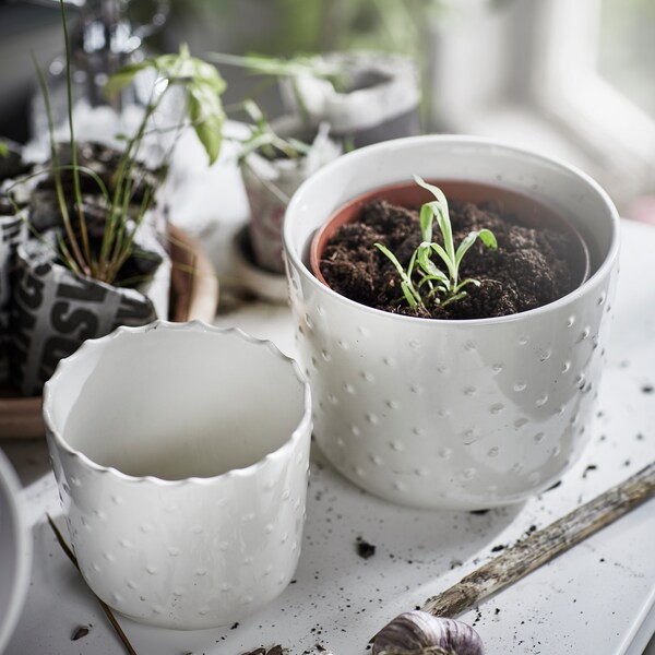 两个SESAMFRON盆植物在白色的室内或室外使用,一个拿着绿色植物,和其他植物旁边。