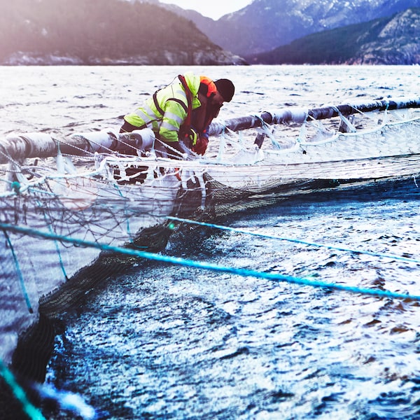 Mitarbeitende静脉Lachsfarm kummern西奇在静脉norwegischen Lachsaufzucht在施沃Seebekleidung嗯Lachse在einem盆地。