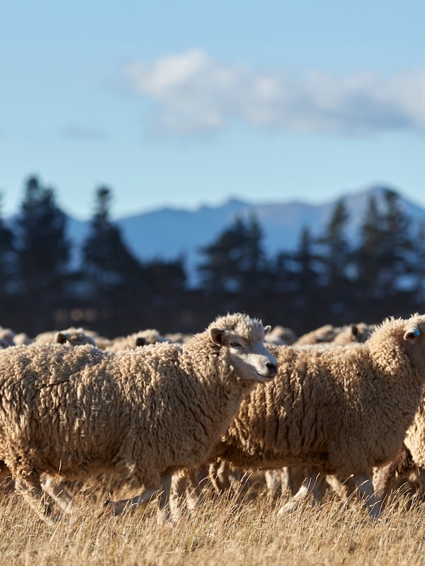 威斯风景明信片Herde ungeschorener Schafe steht auf静脉麻省理工学院trockenen Grasern。Im Hintergrund信德Nadelbaume和一张Gebirgskette祖茂堂看清。
