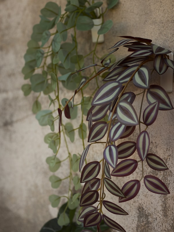 三个挂FEJKA人工植物装饰混凝土墙与墙持有者和创建一个常绿背景。