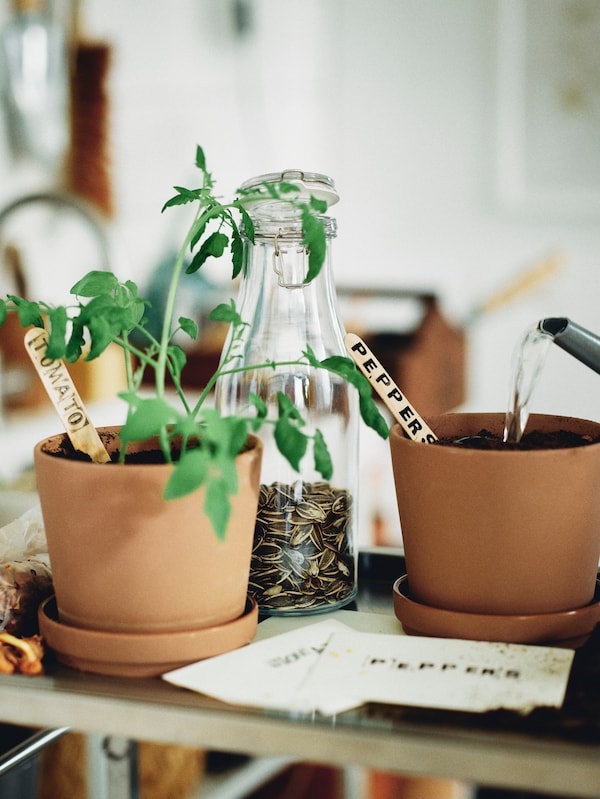一瓶种子和两个棕色/户外KLARBAR盆植物与一壶拿着碟子种植西红柿。