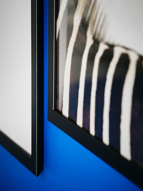 Nahaufnahme zweier FISKBO《图片报》麻省理工学院相框一个静脉leuchtend blauen魔杖。Auf einem der《图片报》是斑马祖茂堂erkennen。