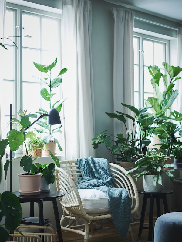 一个藤BUSKBO扶手椅和KRAGSTA表与植物在锅上站在窗户前HANNALILL窗帘。