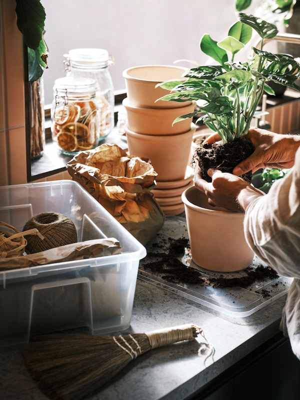 透明SAMLA盒与种植项目操作面,旁边一个人移花盆种植植物terracotta盆栽植物。