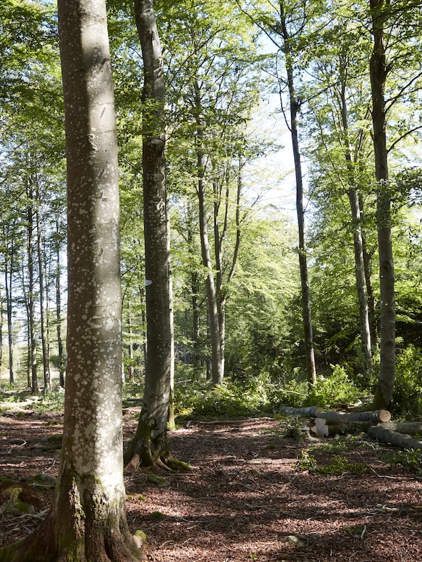 地中海等skovlandskab Omradet我forgrunden er spredt skov培育sti,犯罪baggrunden har tættere løv。