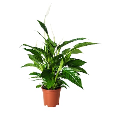SPATHIPHYLLUM盆栽植物,和平百合,17厘米