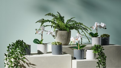 植物,花盆和物质