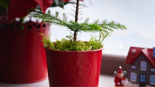 Weihnachtliche Topfpflanzen & Vasen