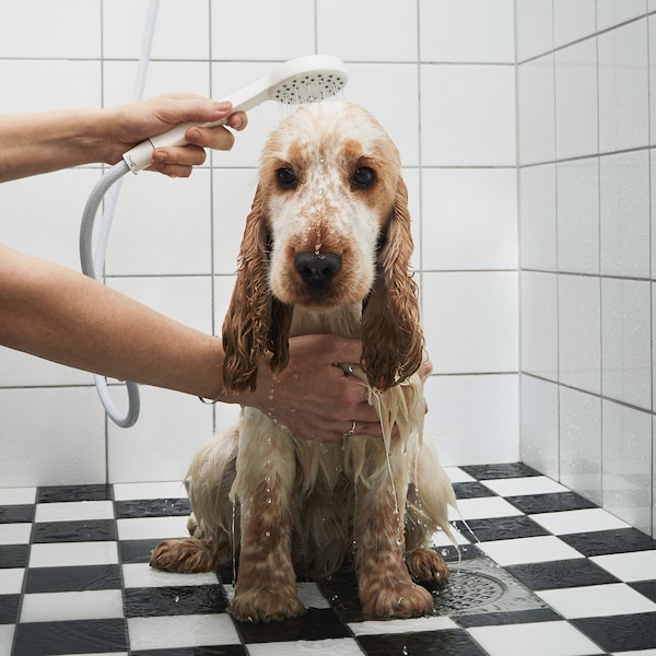 困惑的棕色的狗正在使用手持淋浴头洗了个澡,穿着黑色和白色的瓷砖浴室。