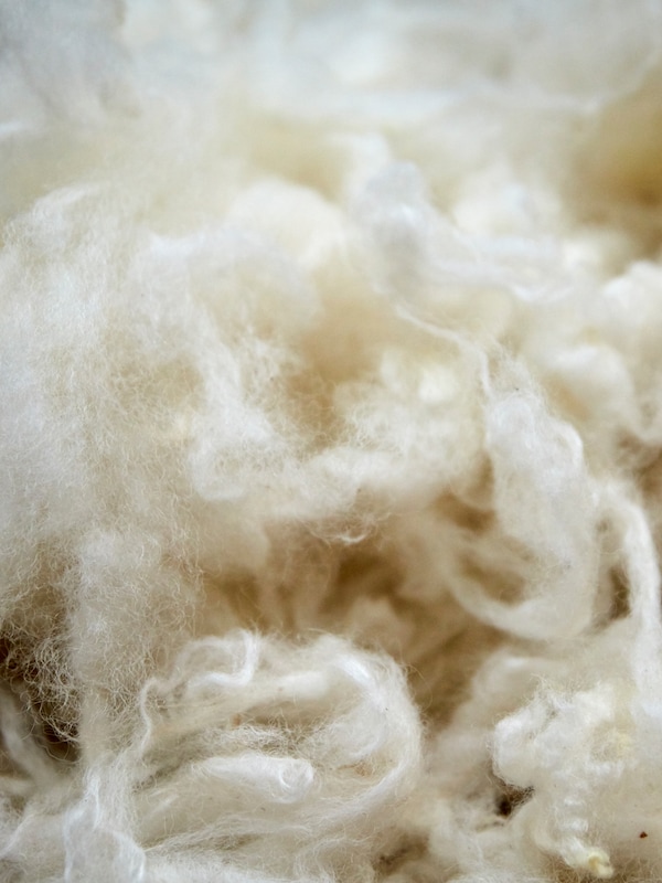 密切的一堆剪羊毛清楚地显示了塔夫茨和纤维。