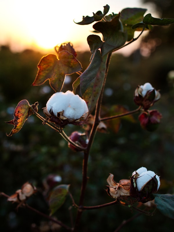 棉花工厂有三个白色,圆形棉花花在日落时分在郁郁葱葱的绿色领域的棉花植物。