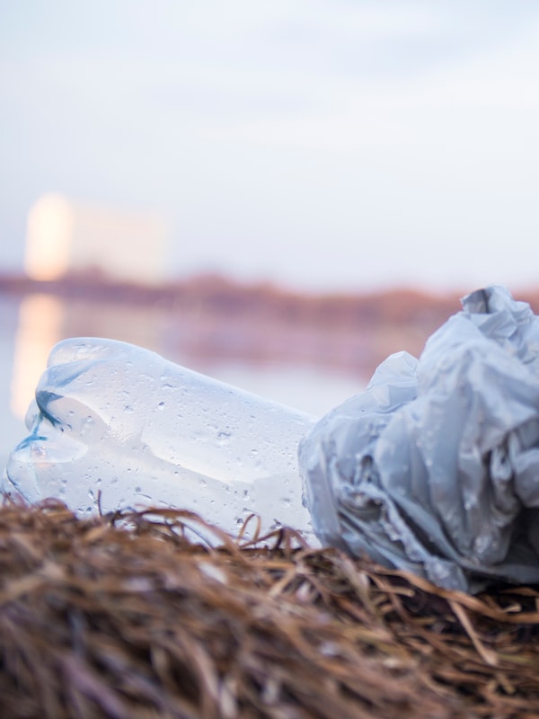 被丢弃的塑料袋和PET瓶躺在床上的潮湿,枯萎的海藻的水在苍白的晨光。