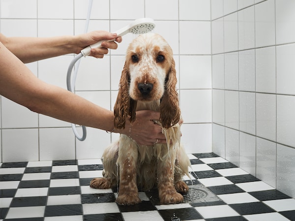不愉快的猎犬小狗与手淋浴冲洗坐在浴室的黑色和白色的地砖。