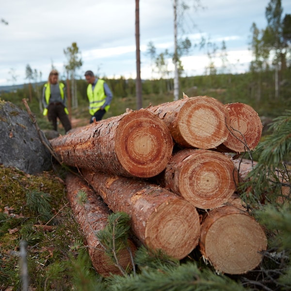 两个林业工人检查一堆八个日志,最近被砍伐和剥夺他们的分支机构。