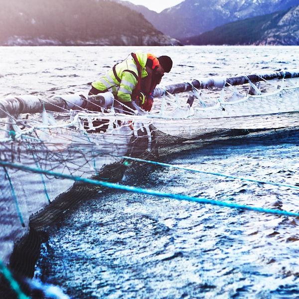 两个鲑鱼农场工人穿着沉重的户外服装照料一条鱼在挪威三文鱼农场围栏。