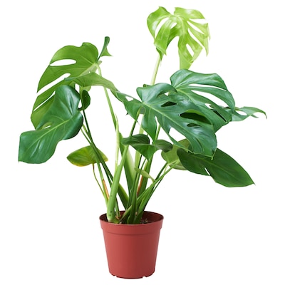蓬莱蕉ADANSONII盆栽植物,adanson蓬莱蕉,17厘米