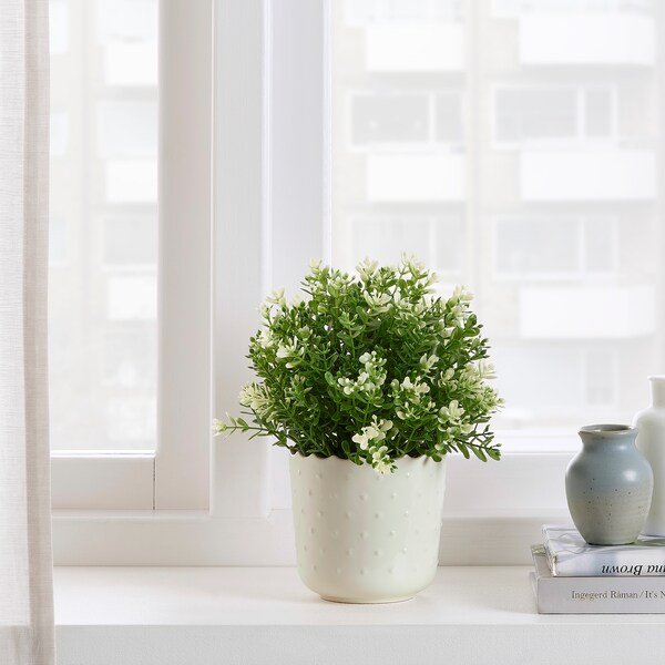 SESAMFRON植物盆栽,/户外白色,9厘米