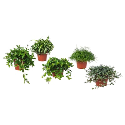 HIMALAYAMIX盆栽植物,各种各样的植物和树叶,12厘米