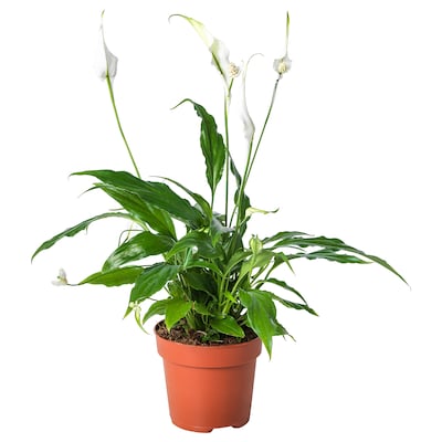 SPATHIPHYLLUM盆栽植物和平莲12厘米