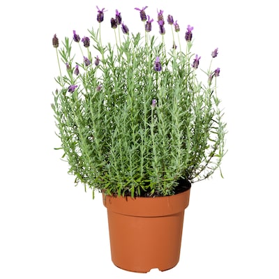 薰衣草花Krukvaxt Lavendel 15厘米