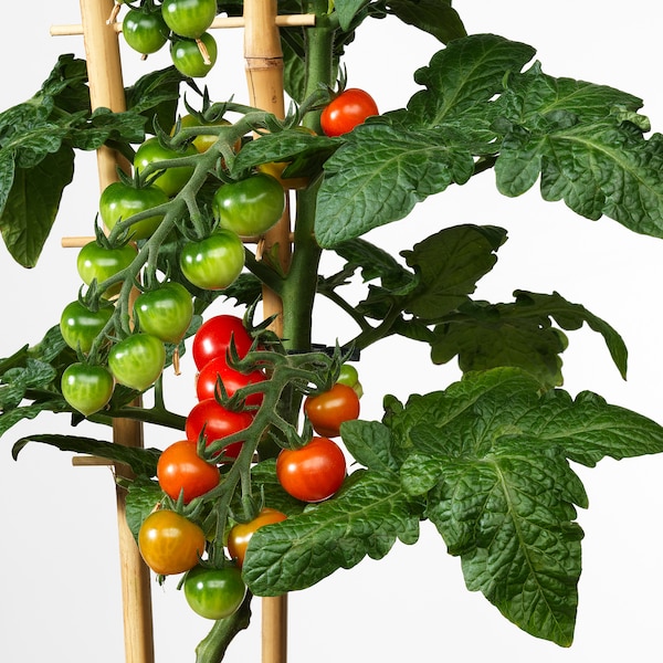 茄属植物LYCOPERSICUM Krukvaxt番茄酱15厘米